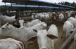 UP: 152 cows die in 5 months at one of countrys biggest and richest shelters